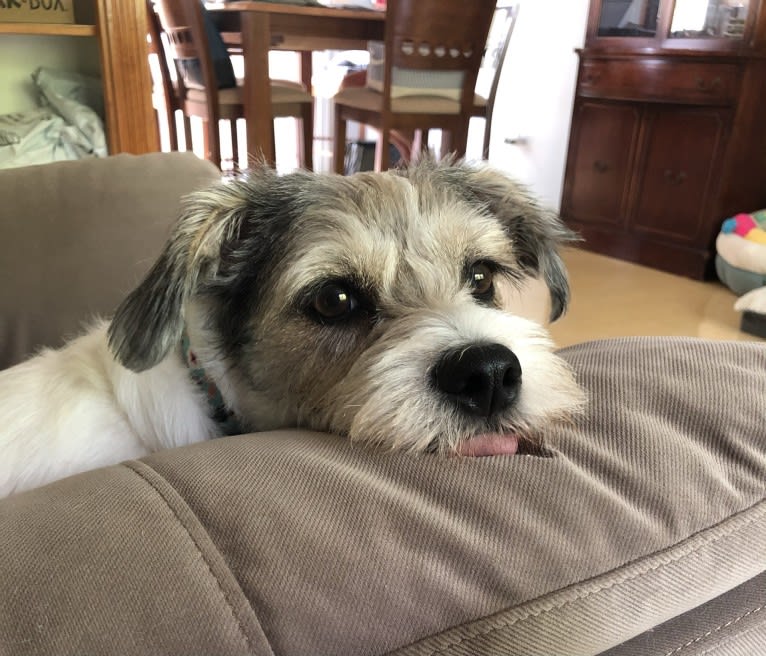 Hazel, a Lhasa Apso and Beagle mix tested with EmbarkVet.com