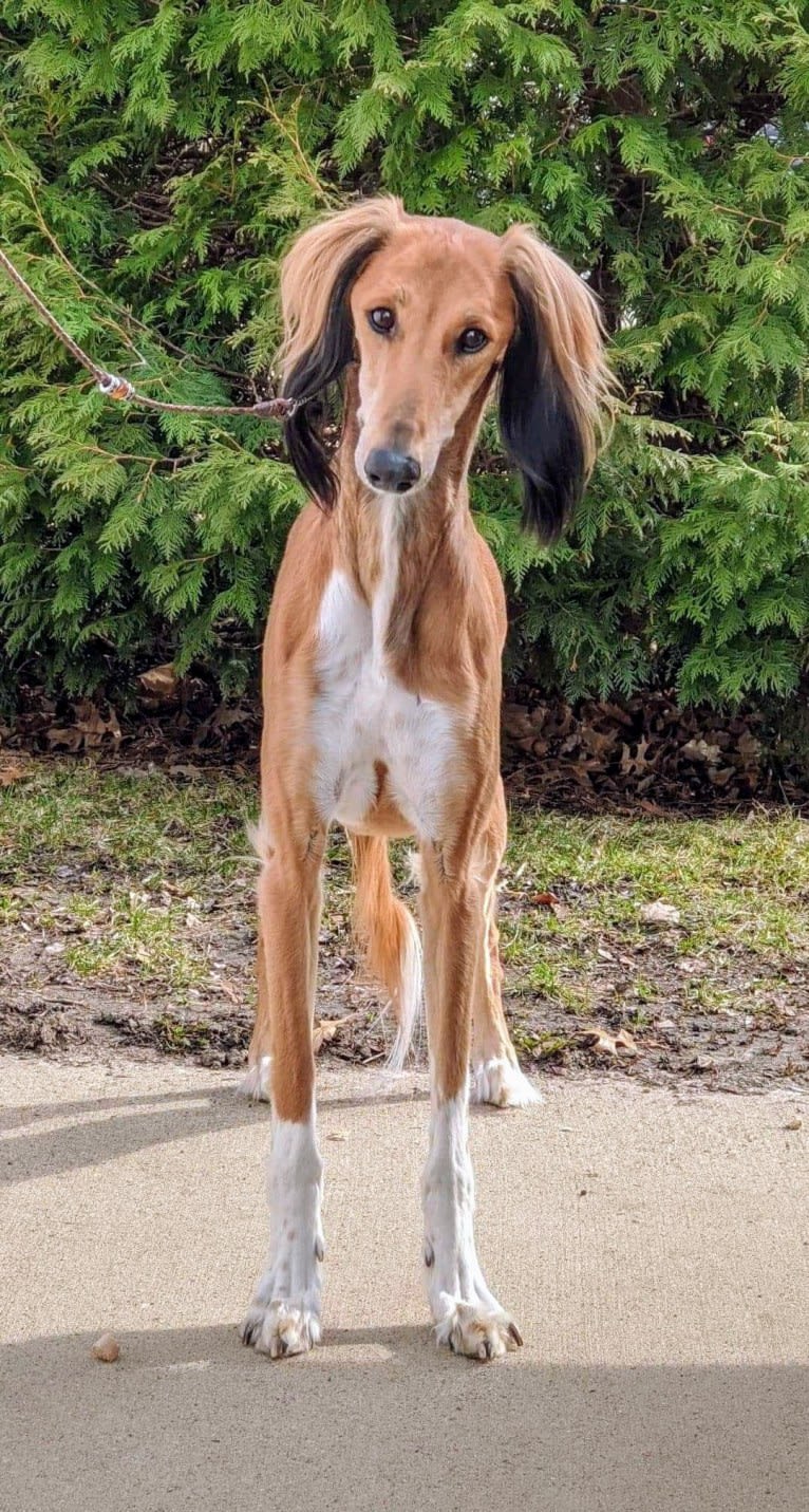 Chromie, a Saluki tested with EmbarkVet.com