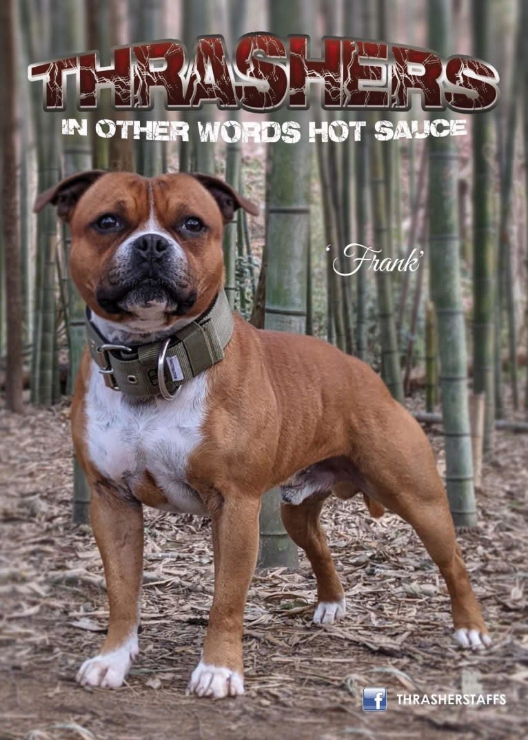 Frank "Thrashers In Other Words Hot Sauce", a Staffordshire Bull Terrier tested with EmbarkVet.com