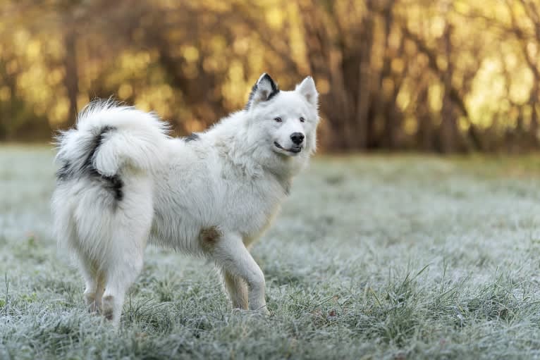 Gavriil Holy lily, a Yakutian Laika tested with EmbarkVet.com