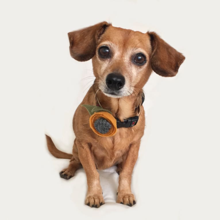 Yippy, a Chihuahua and Dachshund mix tested with EmbarkVet.com