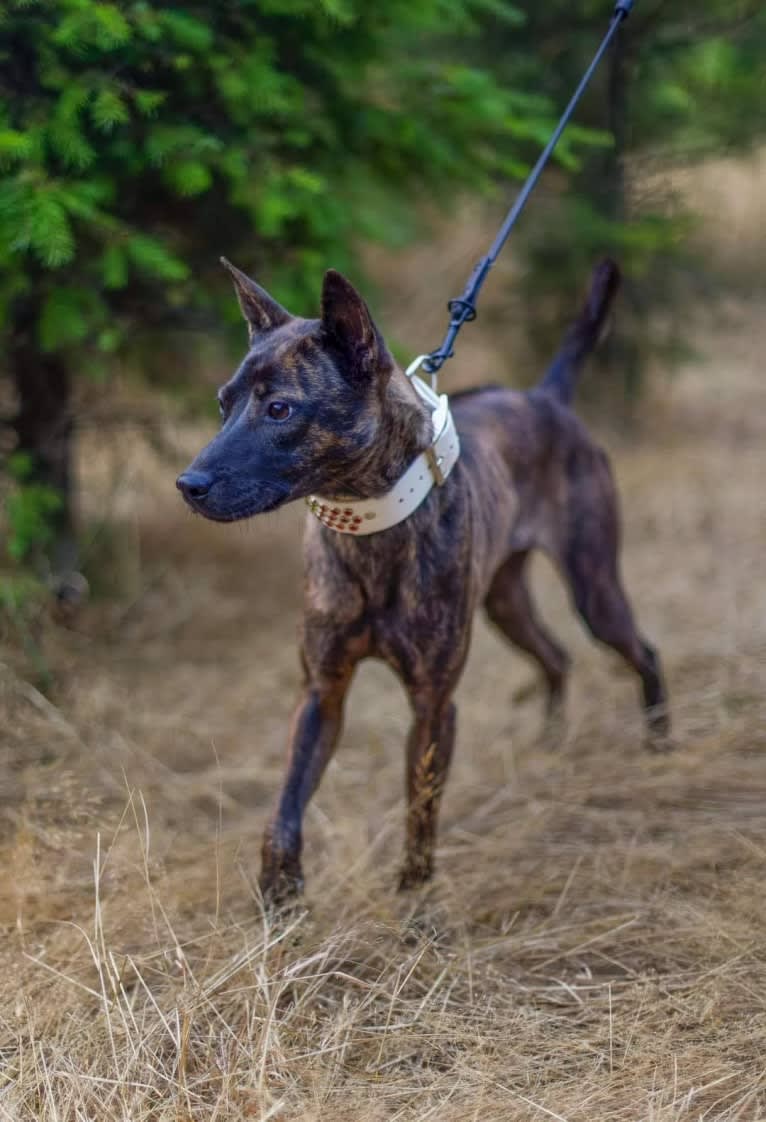 Lotus, a Phu Quoc Ridgeback tested with EmbarkVet.com