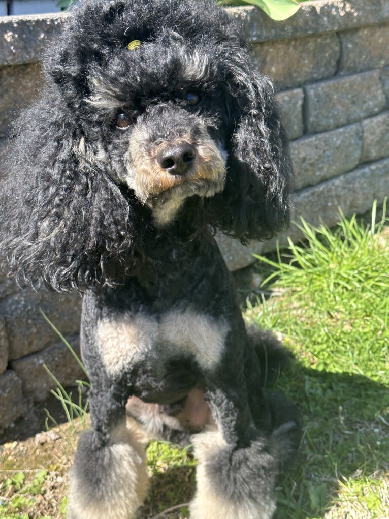 Opie, a Poodle tested with EmbarkVet.com