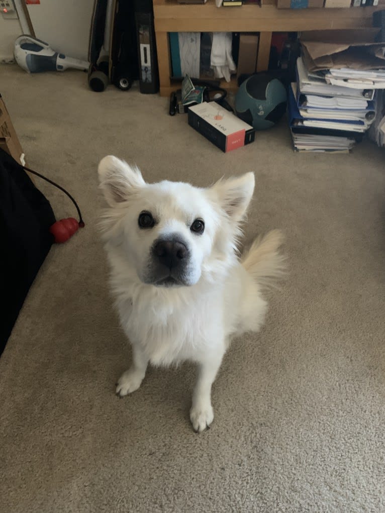 Peanut, a Cocker Spaniel and Chow Chow mix tested with EmbarkVet.com