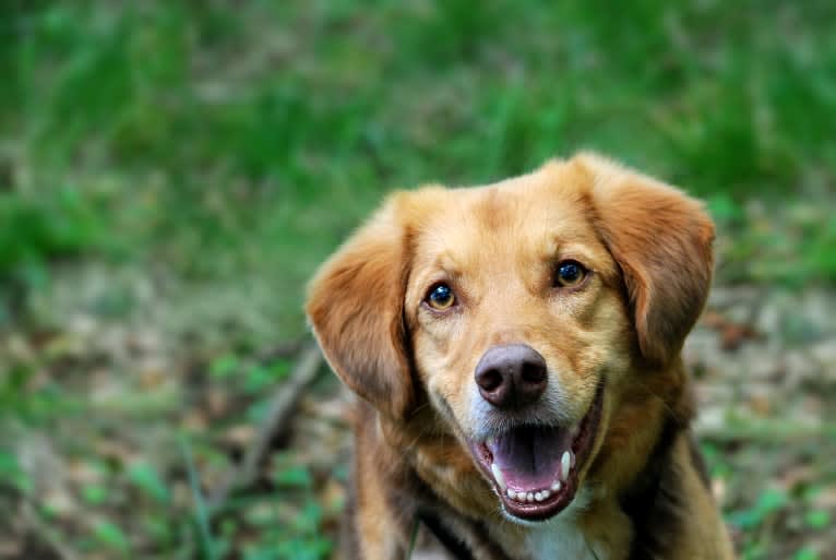 Andy, an European Village Dog tested with EmbarkVet.com