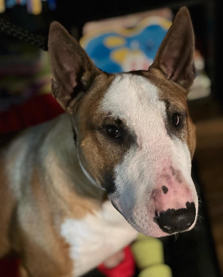 Julius Caesar, a Bull Terrier tested with EmbarkVet.com