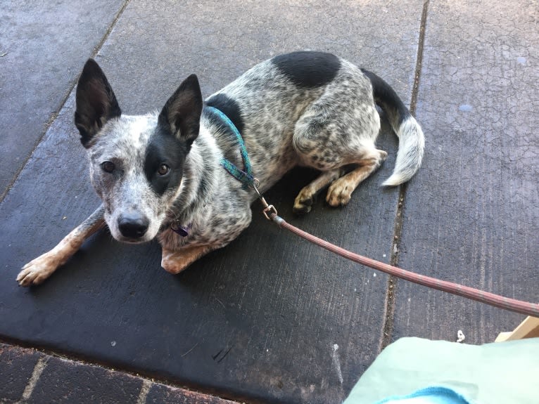 Prozac, an Australian Cattle Dog tested with EmbarkVet.com