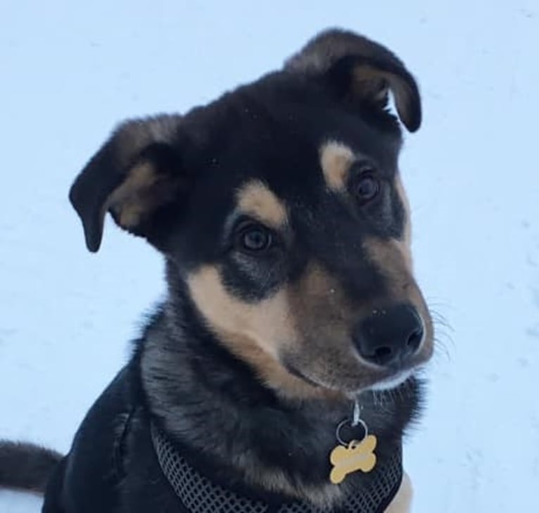 Louis, a Labrador Retriever and Siberian Husky mix tested with EmbarkVet.com