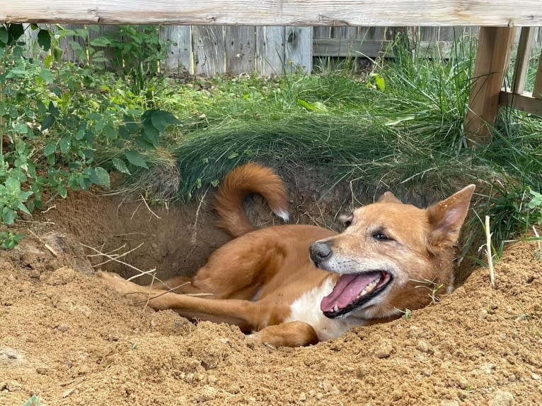 Charlie, an Australian Cattle Dog and Australian Shepherd mix tested with EmbarkVet.com