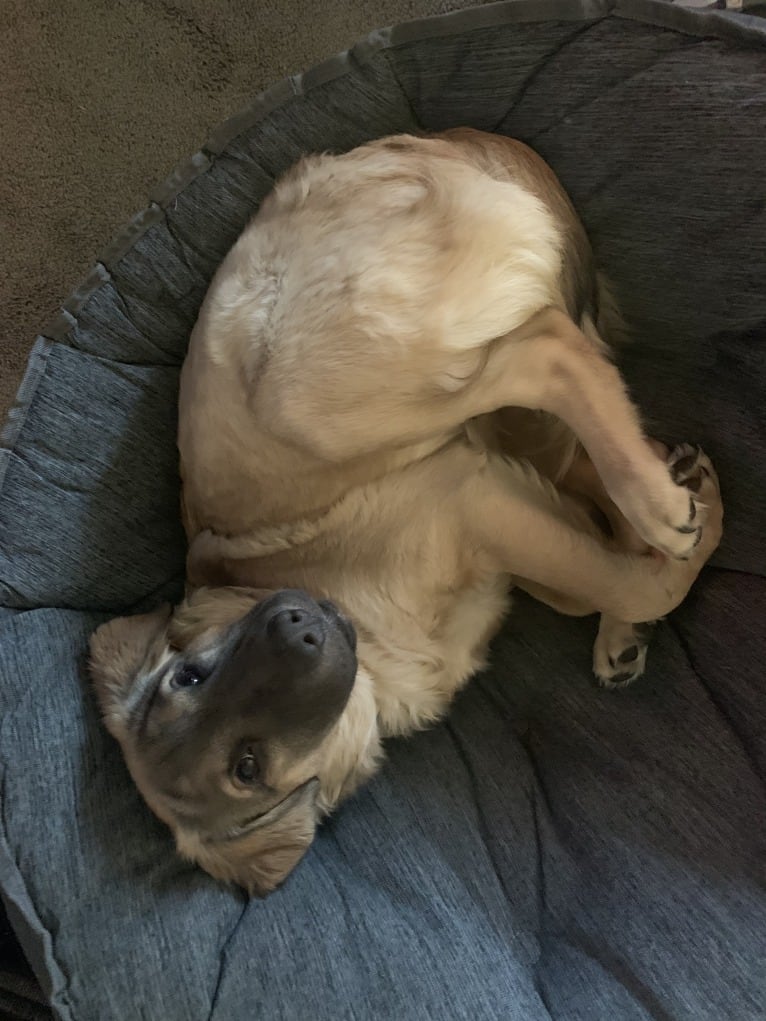 Valerie, an American Bulldog and Chinese Shar-Pei mix tested with EmbarkVet.com