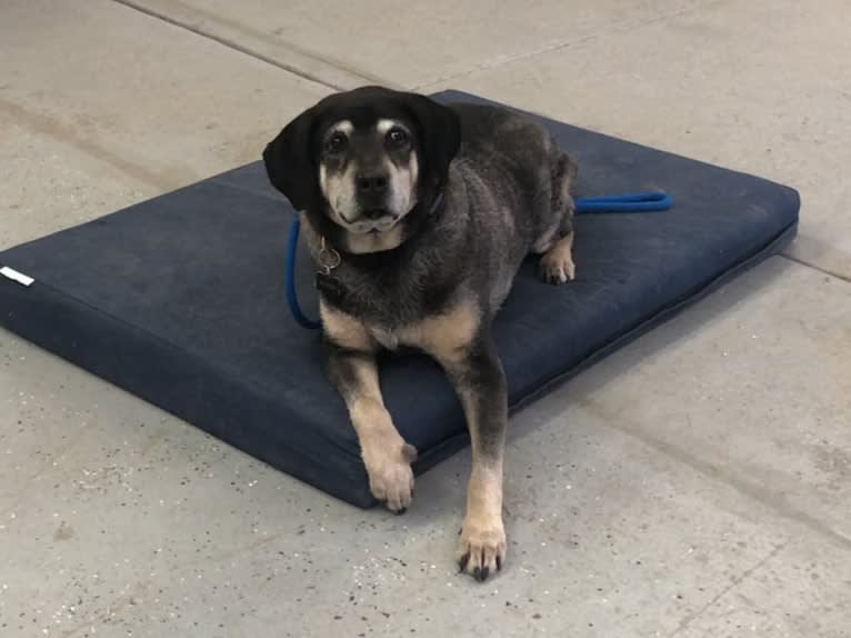 Woodrow, a Rottweiler and Boxer mix tested with EmbarkVet.com