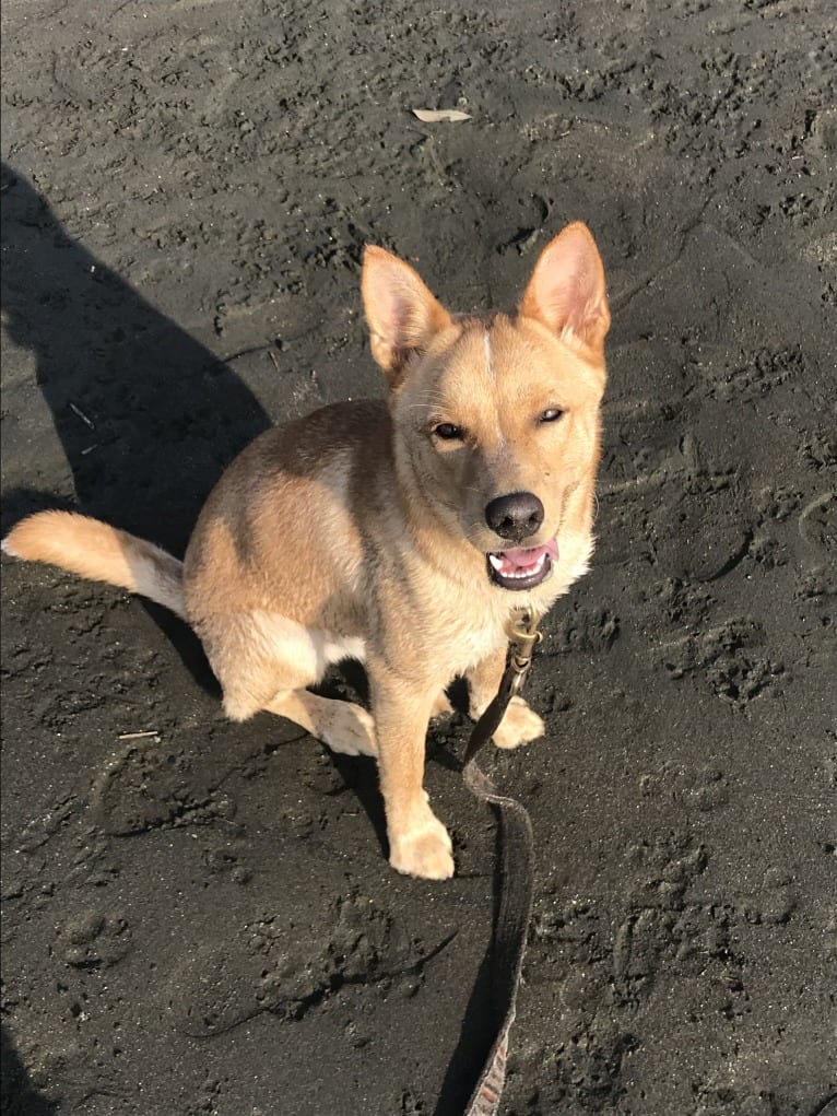 Dice, a Japanese or Korean Village Dog and Shiba Inu mix tested with EmbarkVet.com