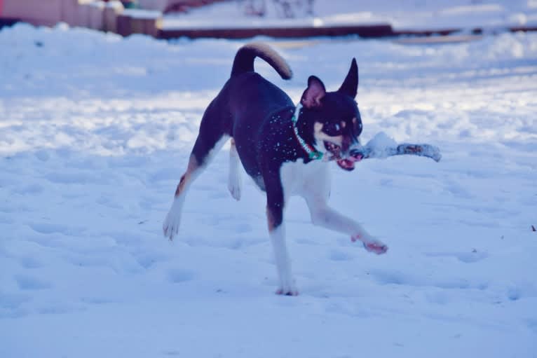 Loki, an American Pit Bull Terrier and Alaskan Malamute mix tested with EmbarkVet.com