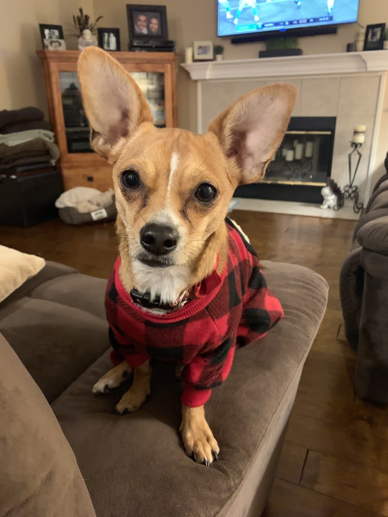 Ozzy, a Chihuahua and Yorkshire Terrier mix tested with EmbarkVet.com