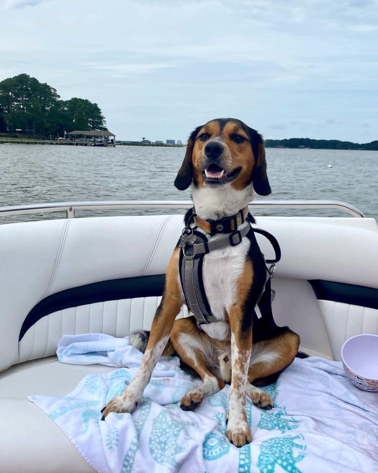 Rooney, a Beagle and Labrador Retriever mix tested with EmbarkVet.com