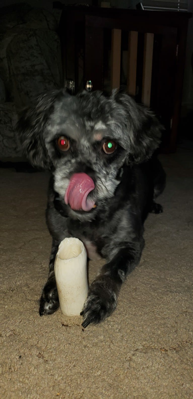 Ajax, a Pug and Cocker Spaniel mix tested with EmbarkVet.com