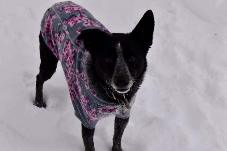 Mist, an Australian Cattle Dog and Australian Shepherd mix tested with EmbarkVet.com