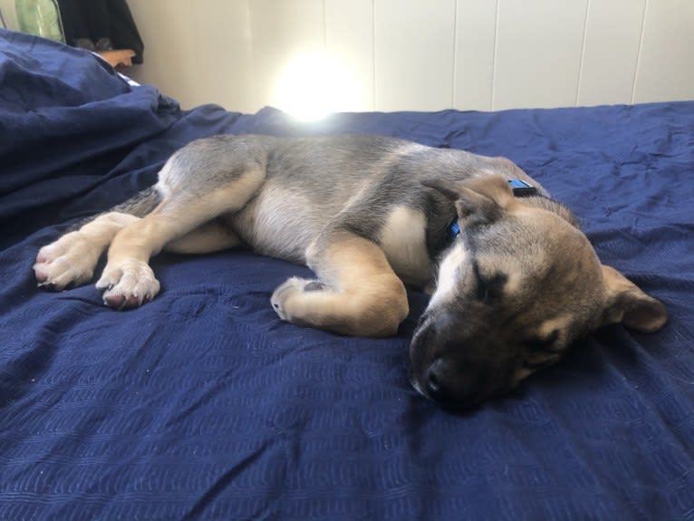 Mittsie Winkelman, a Siberian Husky and German Shepherd Dog mix tested with EmbarkVet.com