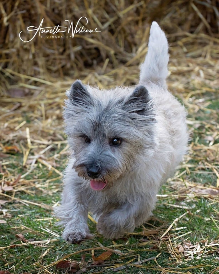 Cooper, a Cairn Terrier tested with EmbarkVet.com