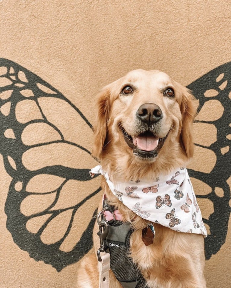 Marley, a Golden Retriever tested with EmbarkVet.com