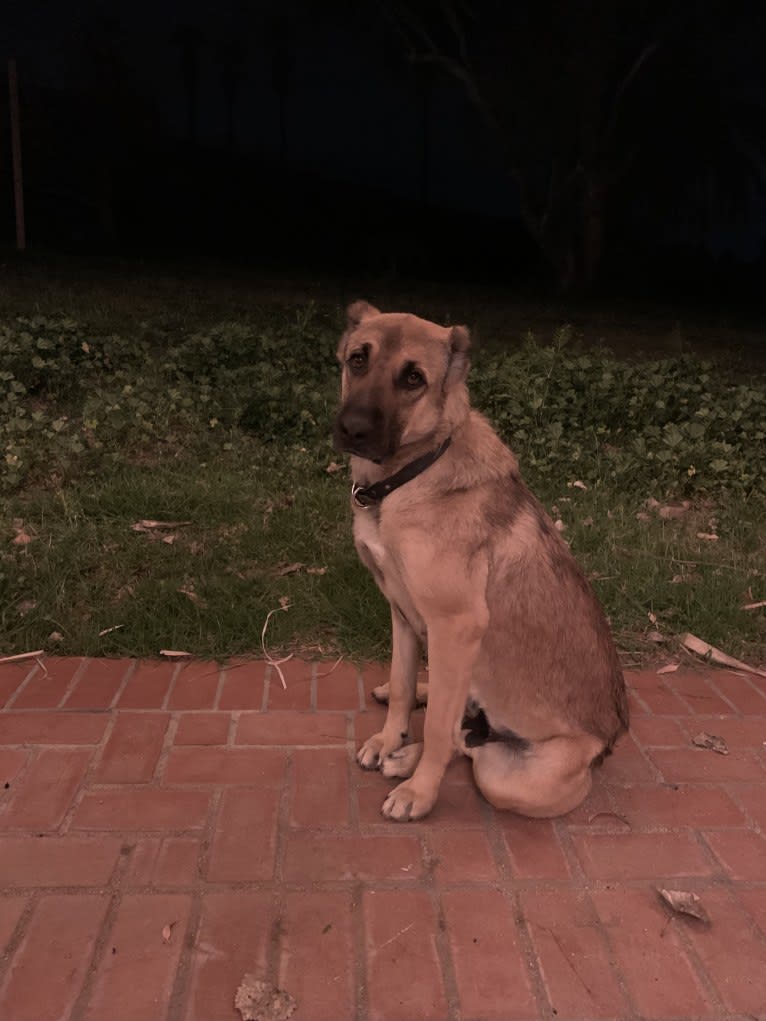 Old Washoe Teter Of Rancho De Lagos, an Armenian Gampr tested with EmbarkVet.com