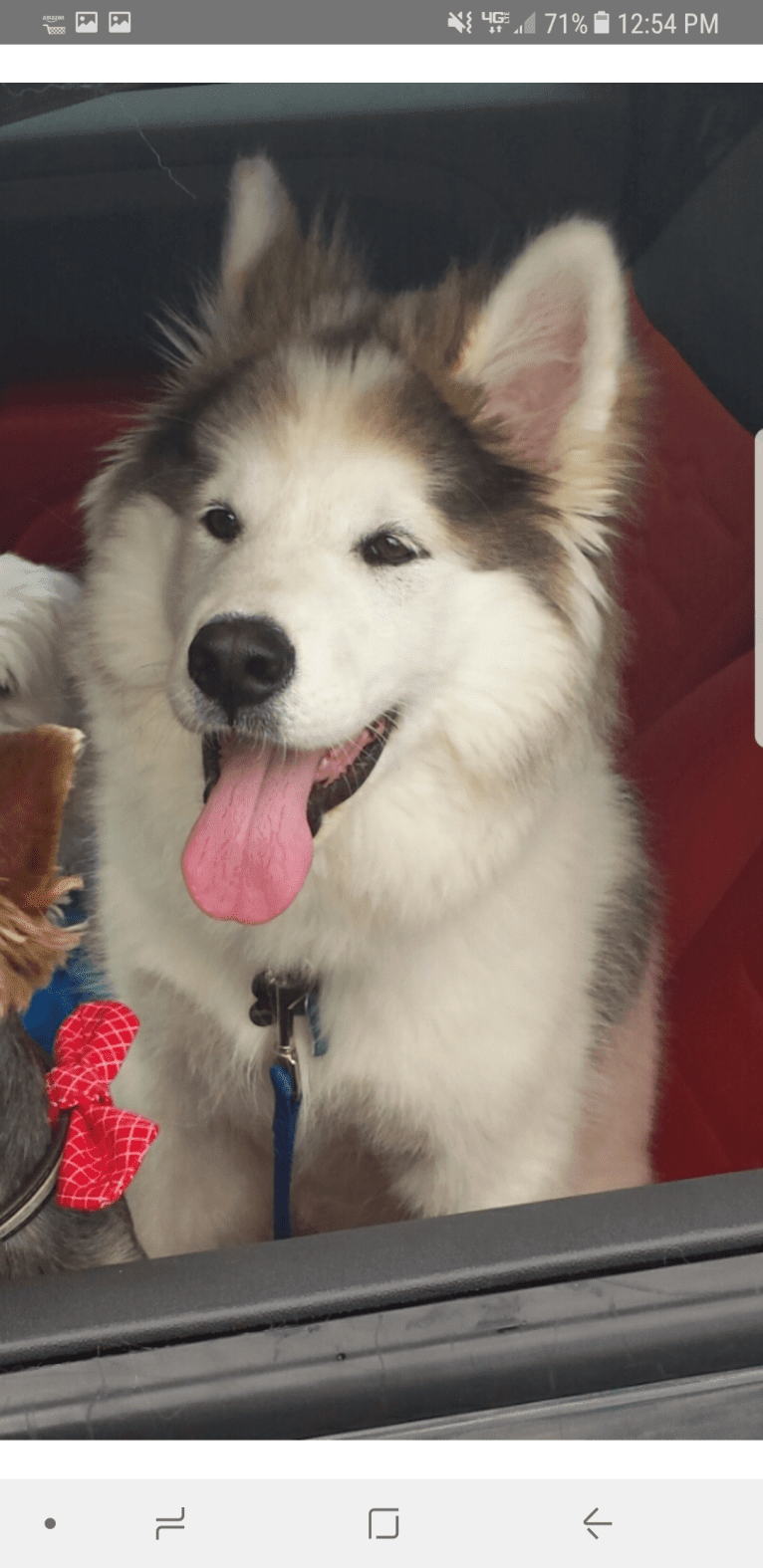 Crazy Loki, a Siberian Husky and Chow Chow mix tested with EmbarkVet.com