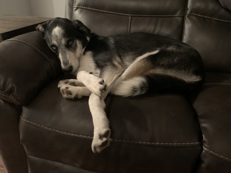 Rambo, a Siberian Husky and Rottweiler mix tested with EmbarkVet.com