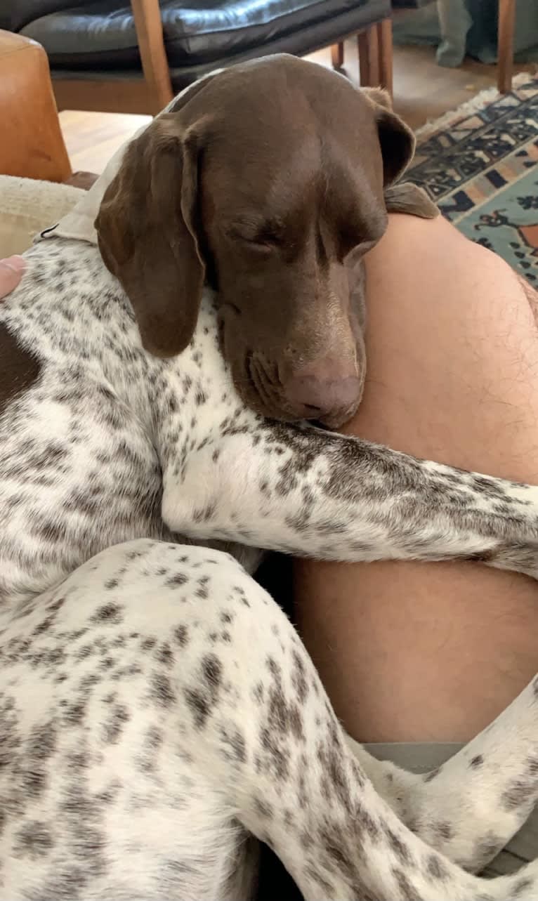 Juniper, a German Shorthaired Pointer tested with EmbarkVet.com