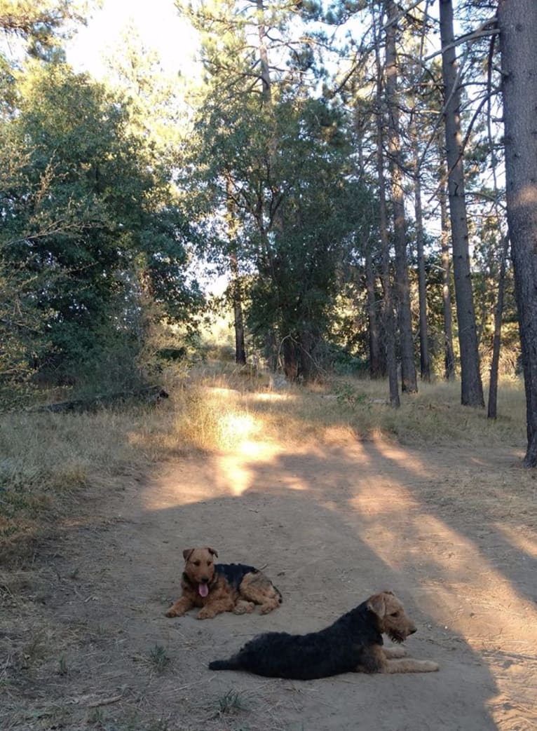 Sasha, an Airedale Terrier tested with EmbarkVet.com