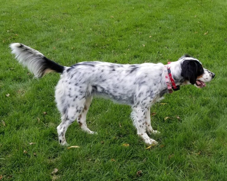 Shelby, a Llewellin Setter tested with EmbarkVet.com