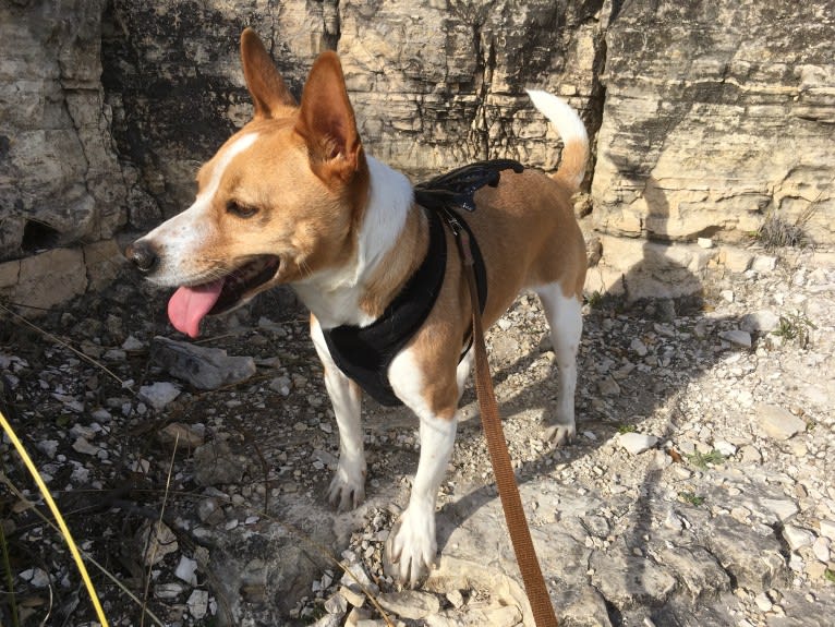 Nancy, a Chihuahua and Great Pyrenees mix tested with EmbarkVet.com