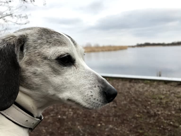 Patti, an Eastern European Village Dog tested with EmbarkVet.com