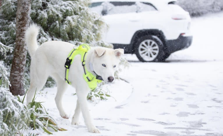 Dash, a Gerberian Shepsky (12.7% unresolved) tested with EmbarkVet.com