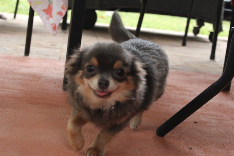 Bellamy, a Chihuahua tested with EmbarkVet.com