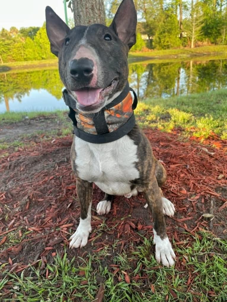 Dippy, a Bull Terrier tested with EmbarkVet.com