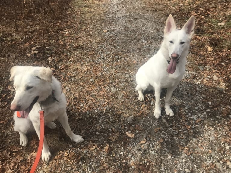 Lucca, a German Shepherd Dog and Siberian Husky mix tested with EmbarkVet.com