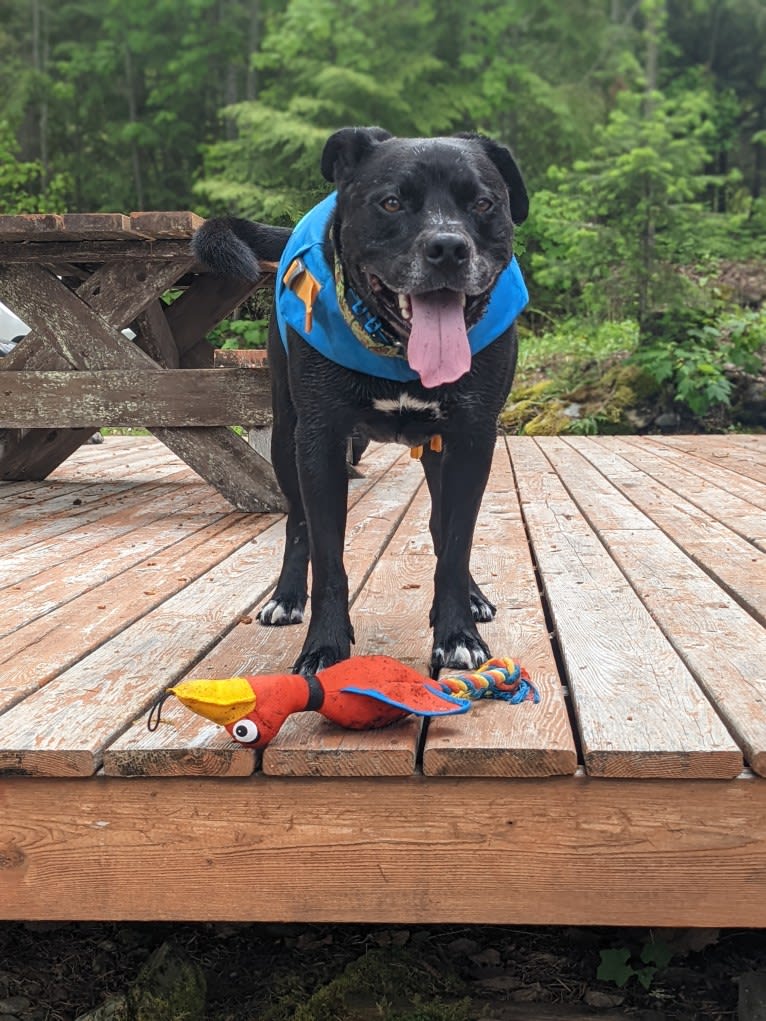 Squeak, an American Bully and American Pit Bull Terrier mix tested with EmbarkVet.com