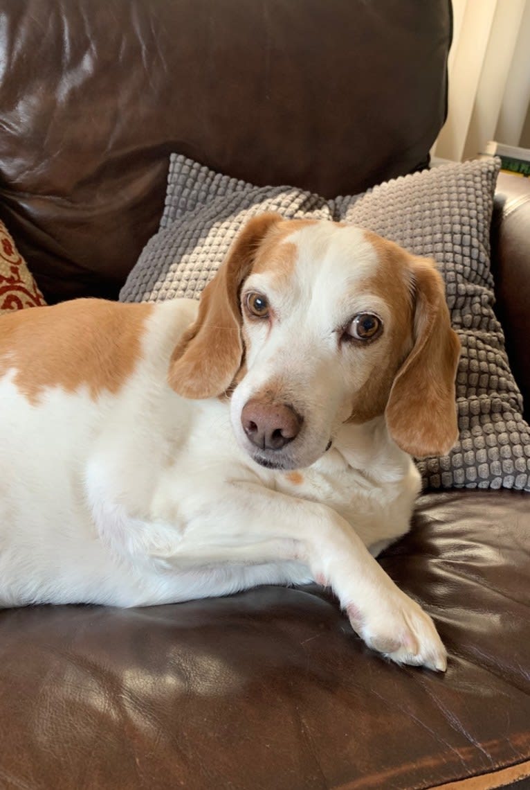 Tucker, a Beagle tested with EmbarkVet.com