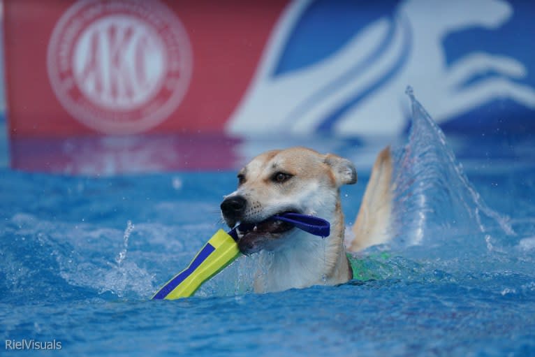 Loomy, a Carolina Dog tested with EmbarkVet.com