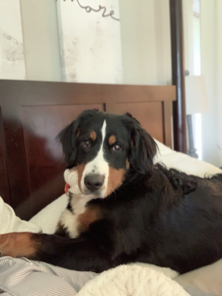Riley, a Bernese Mountain Dog tested with EmbarkVet.com