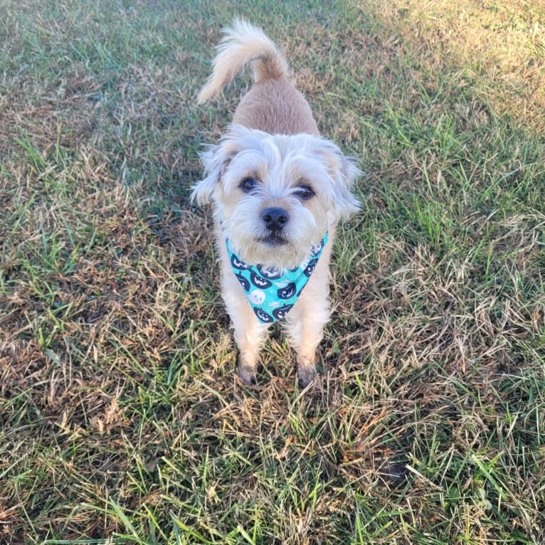 Rusty, a Russell-type Terrier and Miniature Pinscher mix tested with EmbarkVet.com