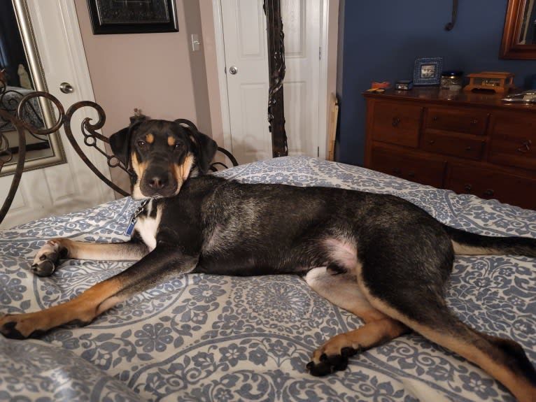 Stanley, a Siberian Husky and Australian Cattle Dog mix tested with EmbarkVet.com