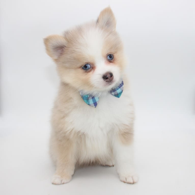 FLP Hades Reign, a Pomsky tested with EmbarkVet.com