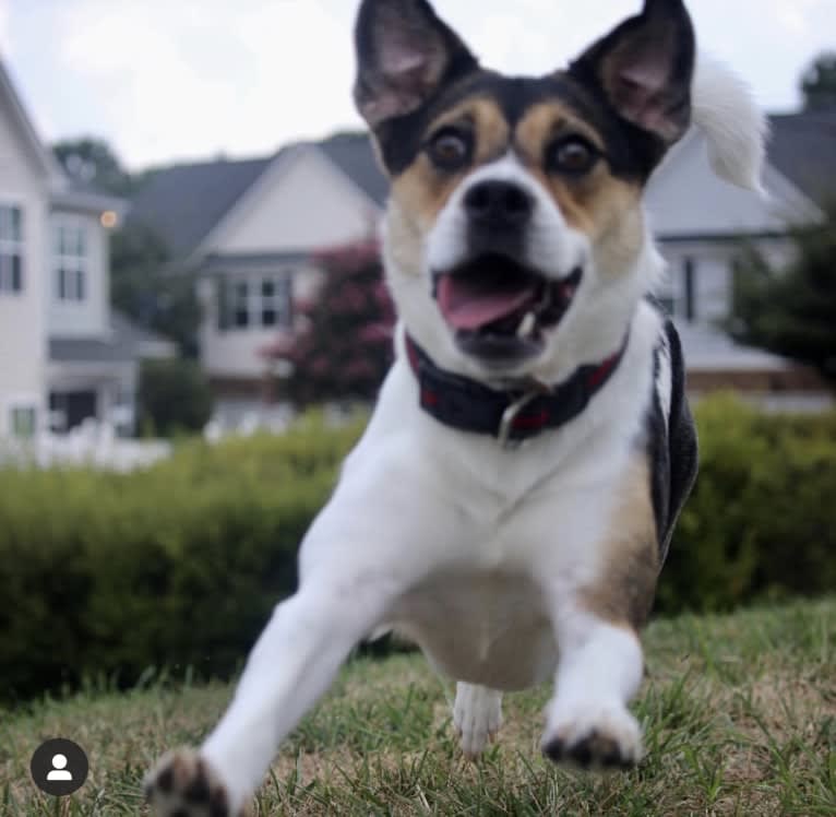 Reya, a Staffordshire Terrier and Golden Retriever mix tested with EmbarkVet.com