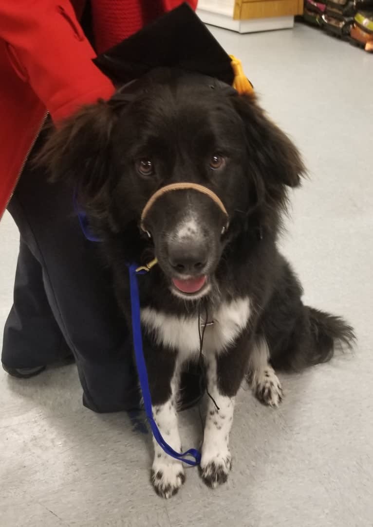 Simon, a Great Pyrenees and Labrador Retriever mix tested with EmbarkVet.com