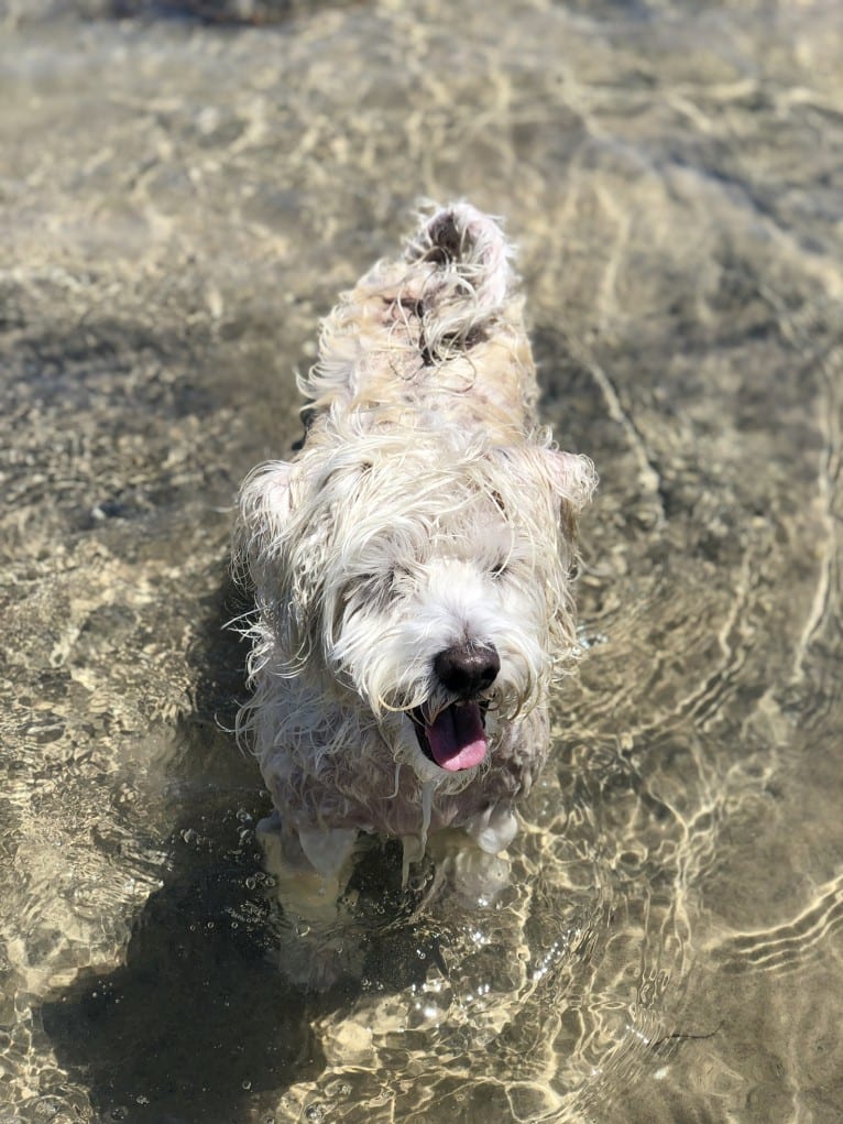 Buddy, a Bichon Frise and Miniature Schnauzer mix tested with EmbarkVet.com