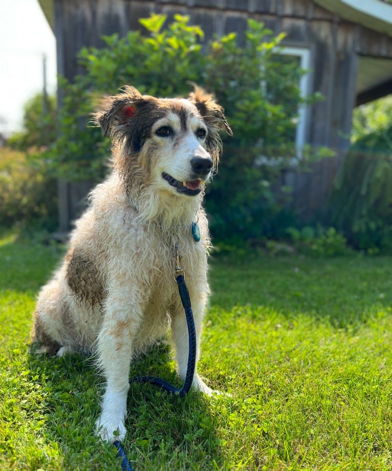 Zoey, a Border Collie and Maremma Sheepdog mix tested with EmbarkVet.com