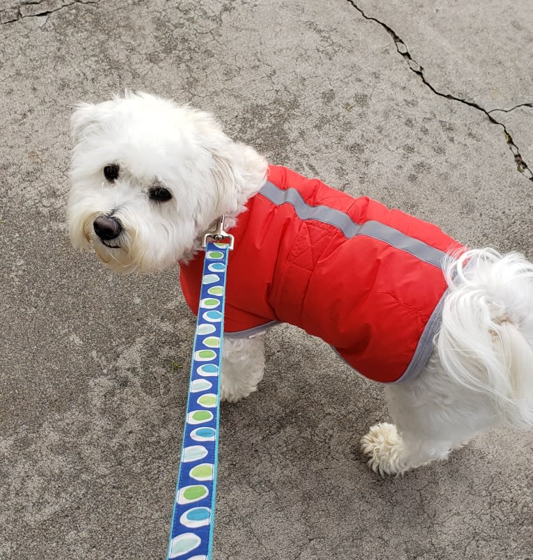 Benji, a Poodle (Small) and Bichon Frise mix tested with EmbarkVet.com