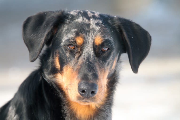 Moon, a Beauceron tested with EmbarkVet.com