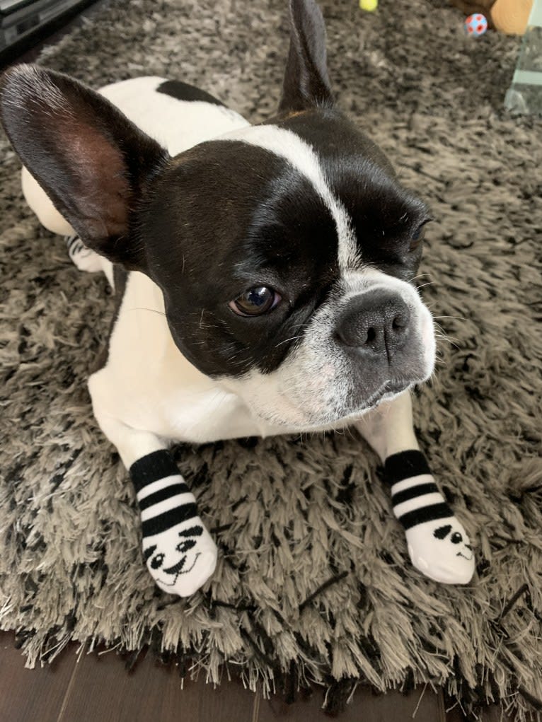 WILLOW, a French Bulldog tested with EmbarkVet.com
